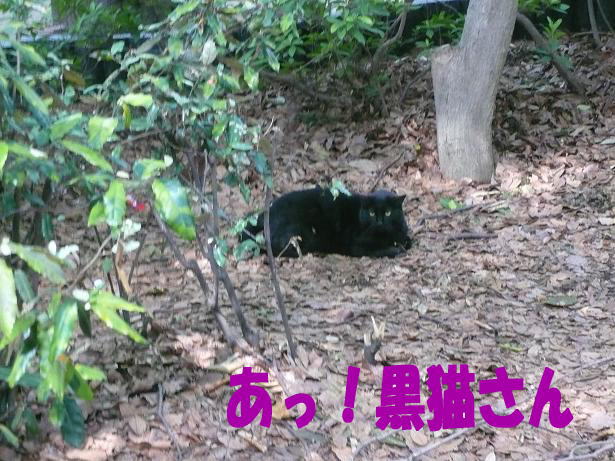 ６．２黒猫さん