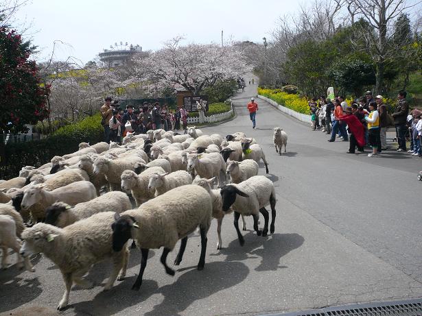 ４．２羊さんの大行進５