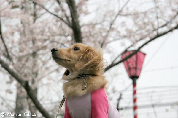 060410桜満開！