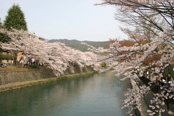 060410平安神宮の桜
