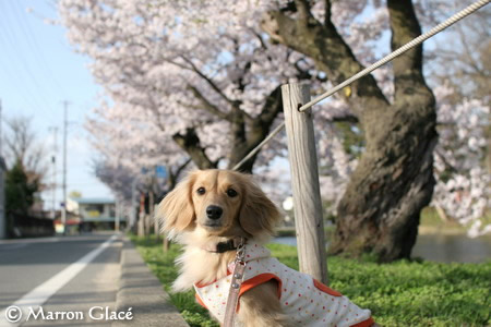 070423上杉神社の桜とマロン♪